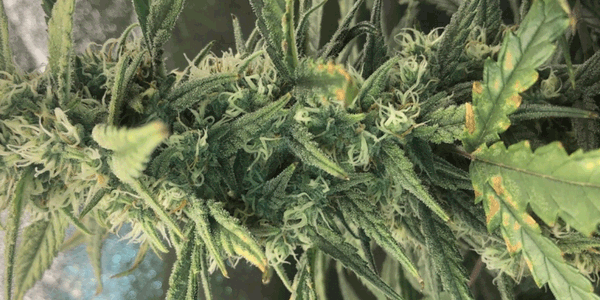 Mac and Cheese Cannabis Strain - 7 weeks old