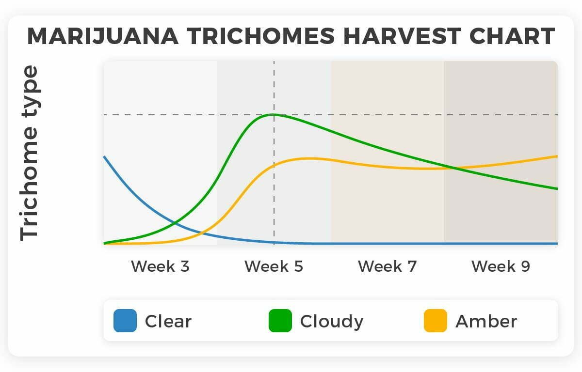 Marijuana trichomes harvest chart