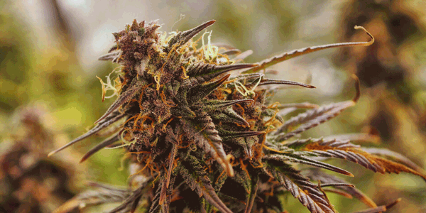 big jealousy marijuana strain