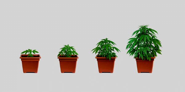 autoflower cannabis stages