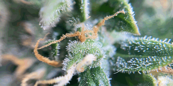 Cannabis trichomes
