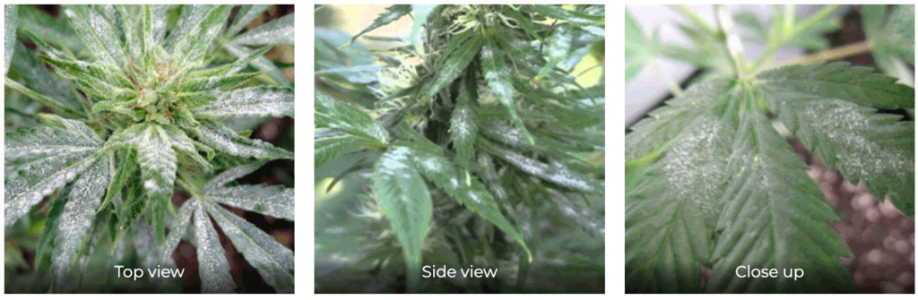 Powdery mildew on cannabis plants 360 view