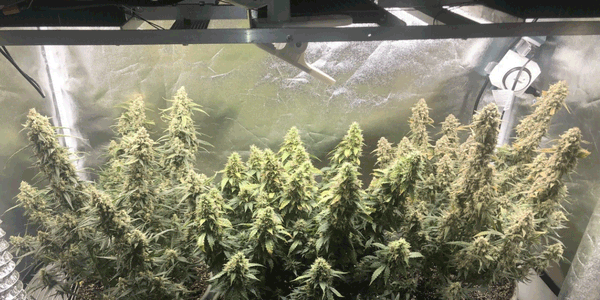 Measuring Carbon dioxide levels of grow room for marijuana plants