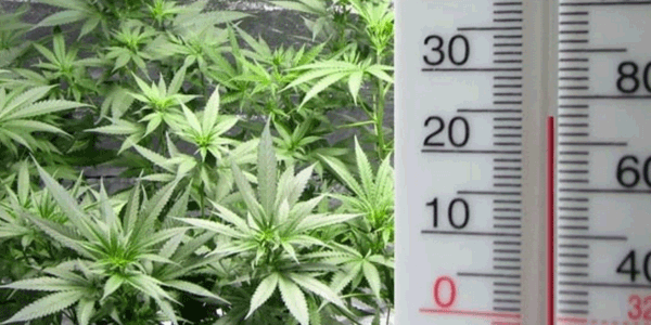 measuring temperature of grow room for marijuana plants