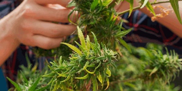 5th Week of Wedding Pie marijuana strain