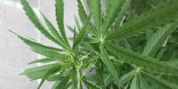 Week 5: auto fem Cannabis Pre flowering stage