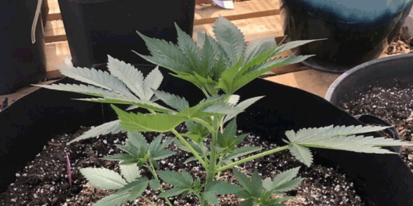 Week 4 autoflowering cannabis vegetative stage
