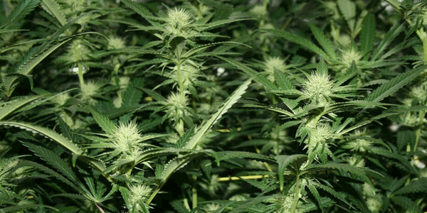 week 7 of autoflowering marijuana plant