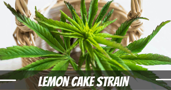 Lemon Cake strain