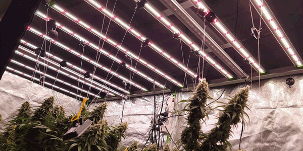 Growing marijuana indoors with grow lights