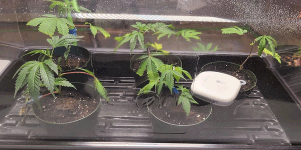 Maintaining ideal humidity for marijuana cloning