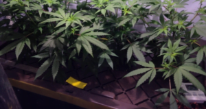 Marijuana growing with Aeroponics