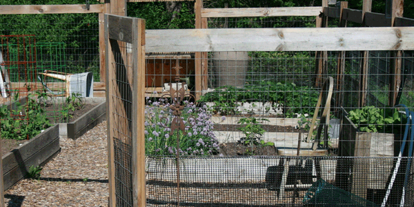 Growing Lavender and marijuana plants