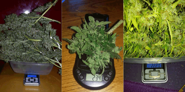 Original AWS pocket scale for weed