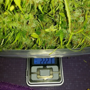 Weighing marijuana strains with pocket scale