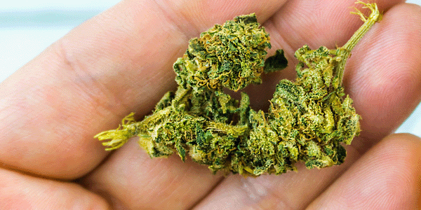 Cereal Milk Cannabis Strain