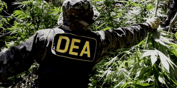 DEA busting secret cannabis plants