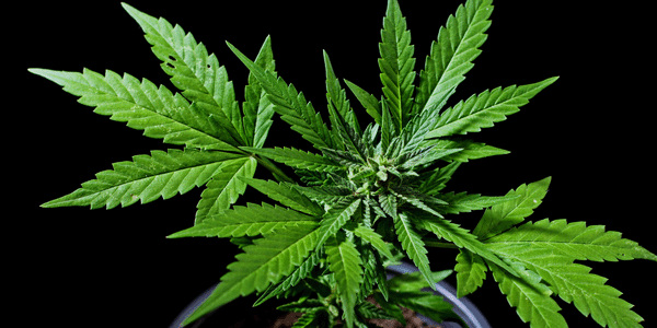 Growing Cereal Milk Marijuana Strain