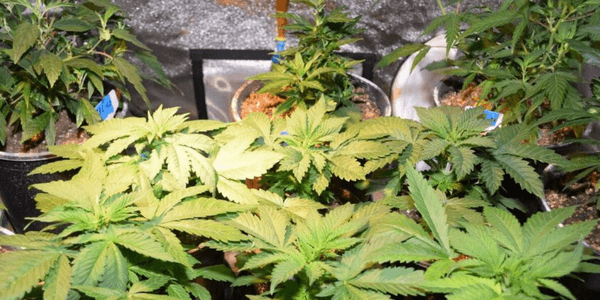 High Octane OG cannabis plants