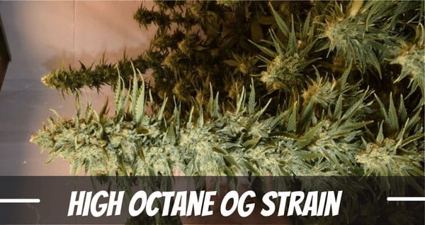 High Octane OG Marijuana strain