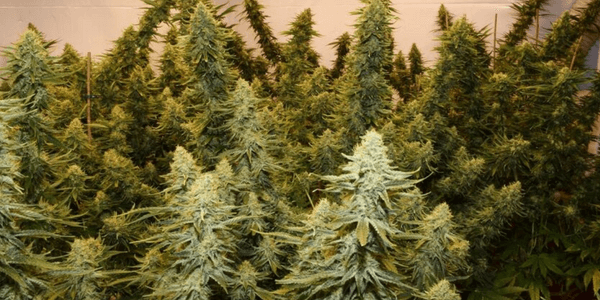 High octane OG growing indoors