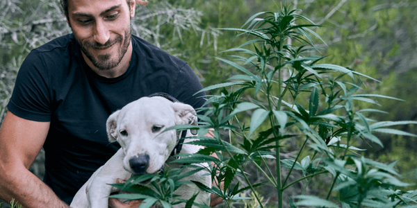 Protect your cannabis plants from dogs