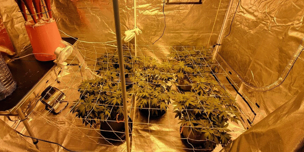 Trellis cannabis plants