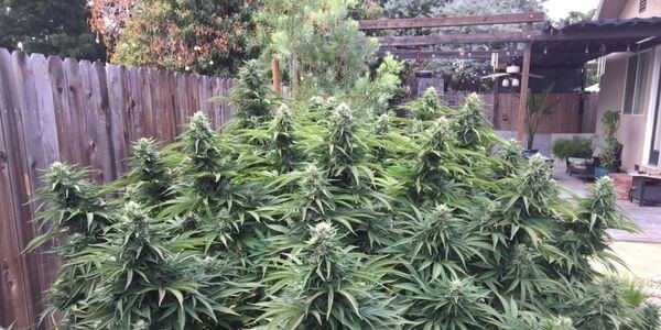 Blueberry marijuana strain growing outdoors