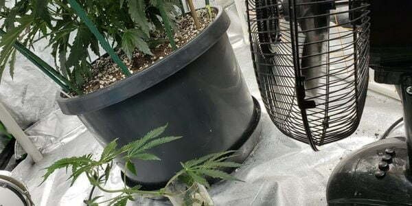 Creating an environment for growing cannabis
