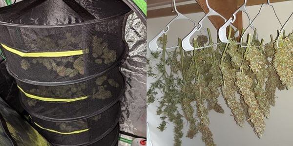 Flat marijuana drying vs hang drying
