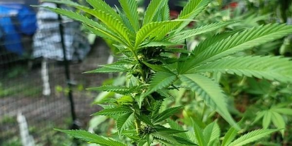 Triangle Mints Marijuana Plant Starting Flowering