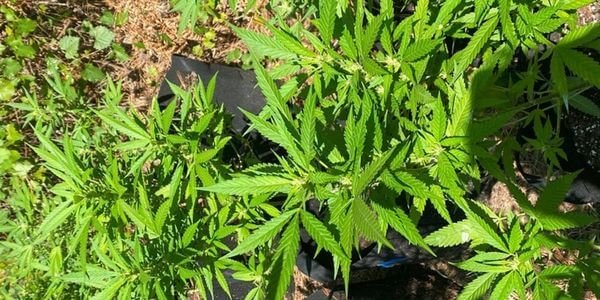 Growing blueberry marijuana strain outdoors