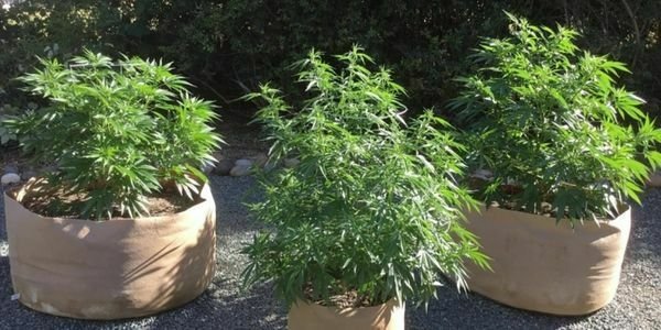 Growing Triangle Mints Cannabis Strain Outdoors