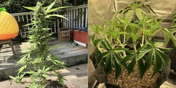 Growing marijuana outdoors and indoors
