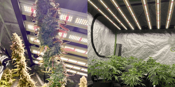Growing marijuana under LED lights