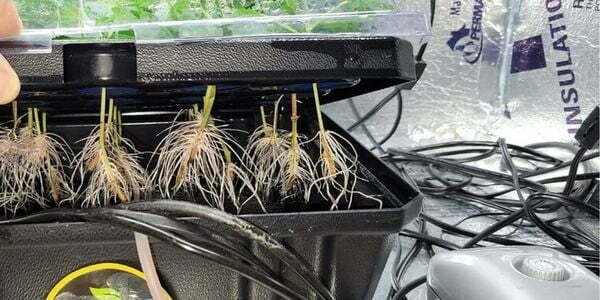 Growing marijuana using hydroponics
