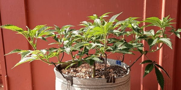 HST during flowering marijuana plants