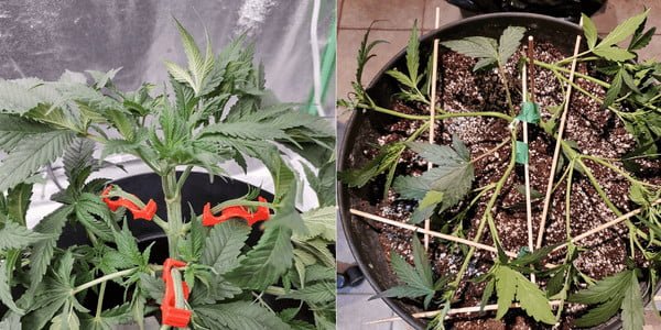 HST vs LST cannabis plants