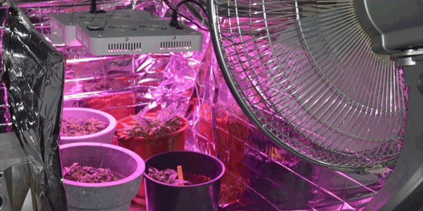 Marijuana grow light in a budget