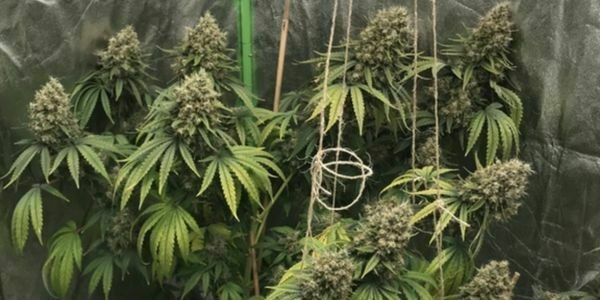 Monster cropping