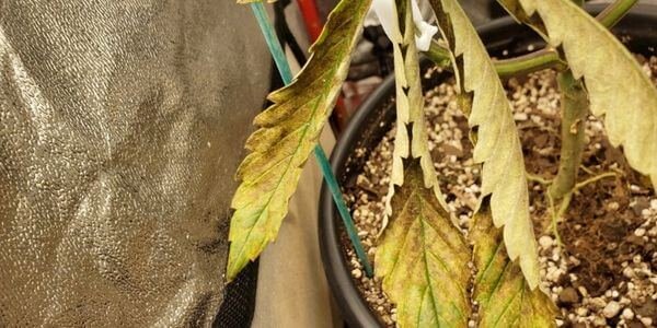 Nutrient lockout in marijuana plant