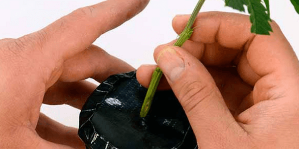 Put marijuana cutting into the cup filled with water for cloning