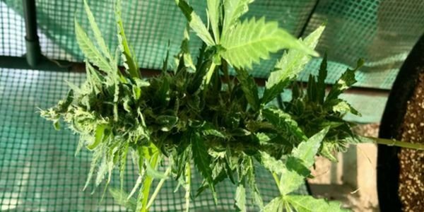 Top down lollipopping marijuana