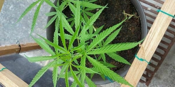 Triangle Mints Strain