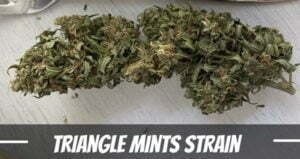 Triangle Mints Strain