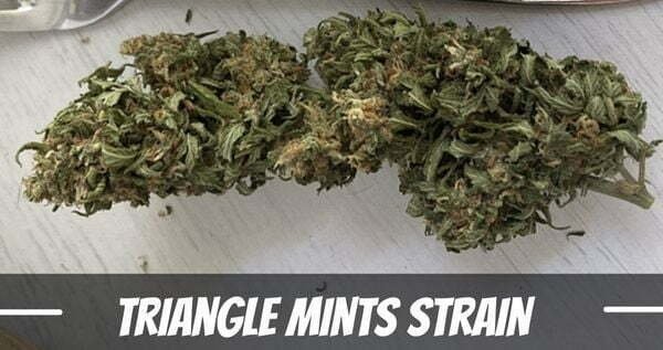 Triangle Mints Strain