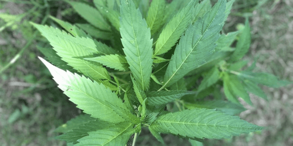 Marijuana plant in the wild