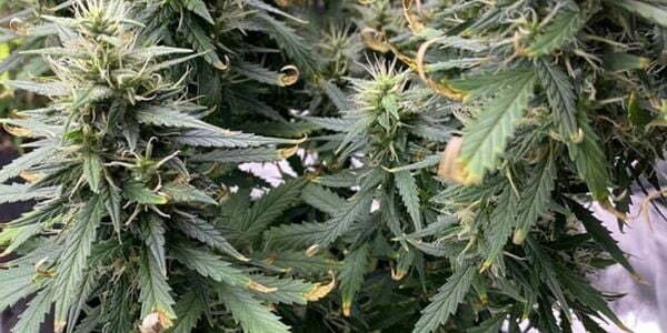 Zinc deficiency in marijuana