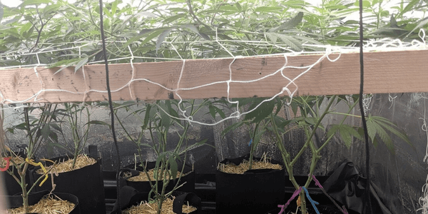 Lollipopping and Scrogging marijuana together