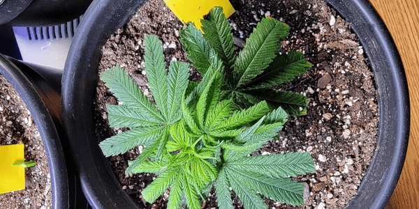 Selecting a mother marijuana plant for cloning